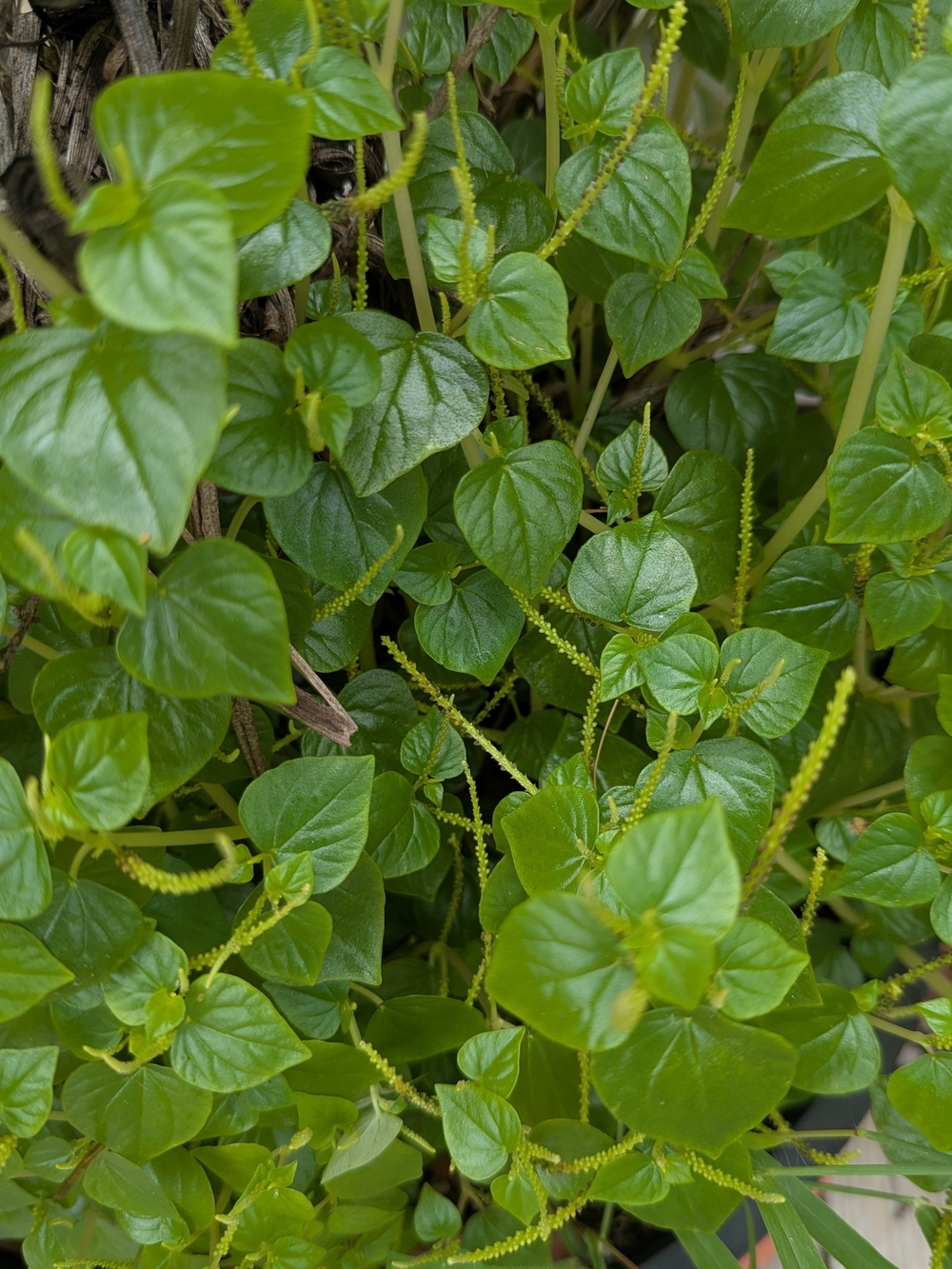 Lush Green Heart-Shaped Leaf Plant